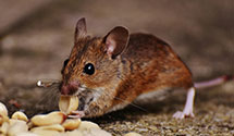 24 Hour & Emergency Exterminators in Absecon, NJ